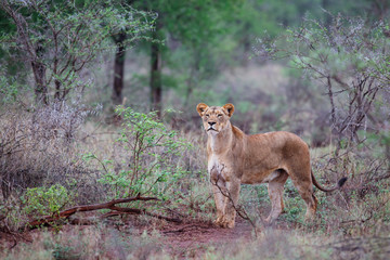 Lion female hunting on a rainy morning in Zimanga Game Reserve in Kwa Zulu Natal in South Africa