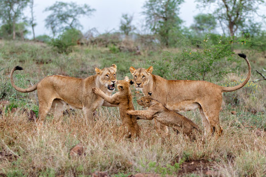 Lion female and cub playing on a rainy morning in Zimanga Game Reserve in Kwa Zulu Natal in South Africa