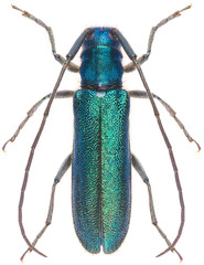 Agapanthia intermedia is a species of flat-faced longhorn beetle of the subfamily Lamiinae. Dorsal view of isolated green longhorn beetle on white background.