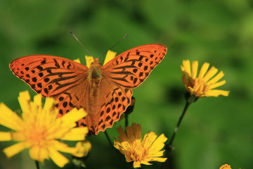 Schmetterling 7