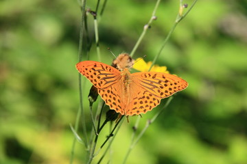 Kaisermantel   Argynnis paphia    Schmetterling
