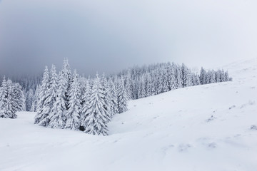 Fototapeta na wymiar Winter landscape with pine trees in snowy mountain meadow. Mysterious foggy forest.
