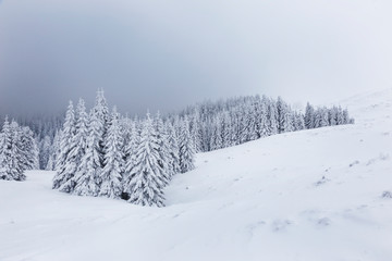 Winter landscape with pine trees in snowy mountain meadow. Mysterious foggy forest.