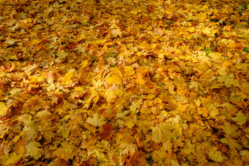 Autumn. Colorful maple fallen leaves lie on the road in the park.