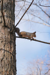 A young squirrel on a tree in the park on an autumn afternoon.