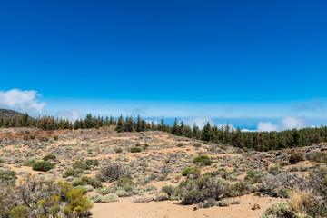 Pine Woods Forest in Tenerife. Canary Islands