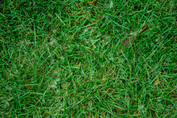 background of green grass
