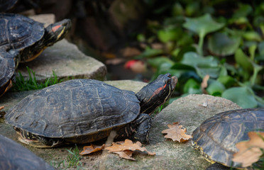 Obraz premium several red-eared turtles resting on stones