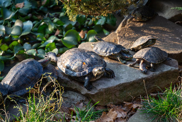 several red-eared turtles resting on stones