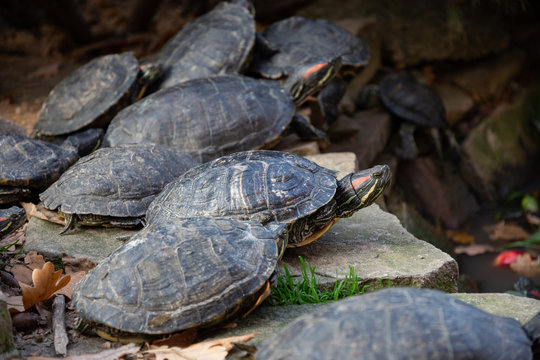 several red-eared turtles resting on stones