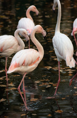 Pink flamingos are standing in dark water