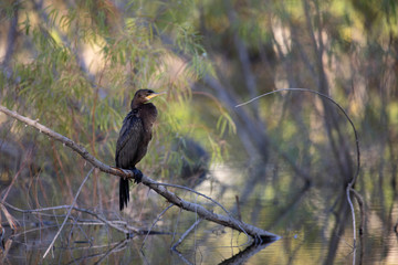 Neutropic cormorant resting in a lake
