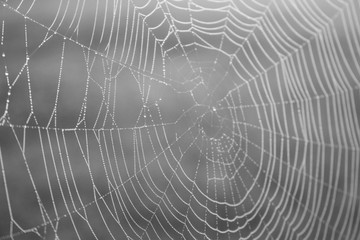 Spider web with water drops closeup monochrome. Spiderweb with dew black and white. Beautiful big spider net with drops. Summer nature close up. Wildlife macro. Web texture closeup.