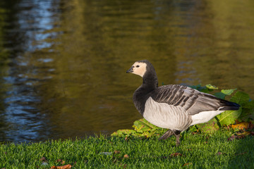 Black and white bird Barnacle Goose, Branta leucopsis,