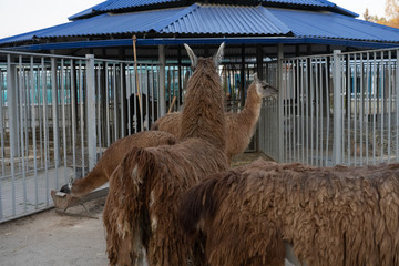 Llamas in their zoo in the zoo