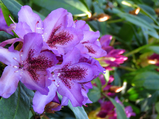 rhododendron flower close 