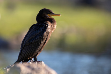Neutropic cormorant resting in a lake