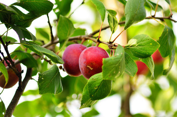 Plum purple with green leaves growing in the garden. Plum on branch. Plum ripe. Plum in the sun.