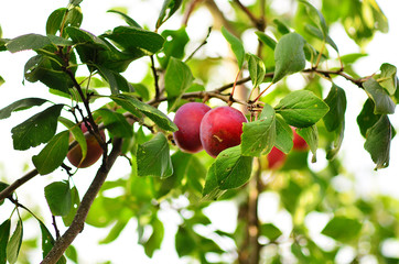 Plum purple with green leaves growing in the garden. Plum on branch. Plum ripe. Plum in the sun.