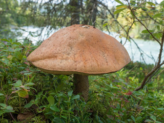Big close up birch bolete, Leccinum scabrum, known as the rough-stemmed bolete or scaber stalk, brown cup mushroom growing in autumn Lapland forest