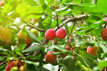 Plum purple with green leaves growing in the garden. Plum on branch. Plum ripe. Plum in the sun.
