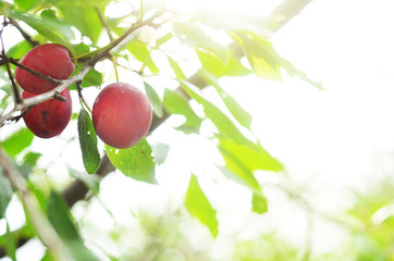 Plum purple with green leaves growing in the garden. Plum on branch. Plum ripe. Plum in the sun.
