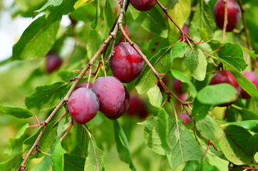 Plum purple with green leaves growing in the garden. Plum on branch. Plum ripe. Plum in the sun.