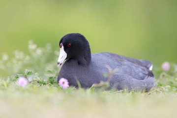 American coot  resting on the grass