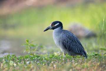 Yellow-crowned Night-Heron fishing in a lake