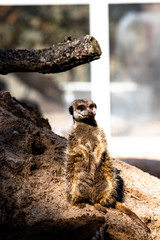 Fototapeta premium meerkat on rock