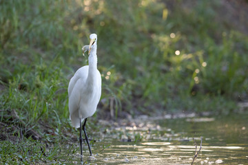 Great Egret fishing in a lake