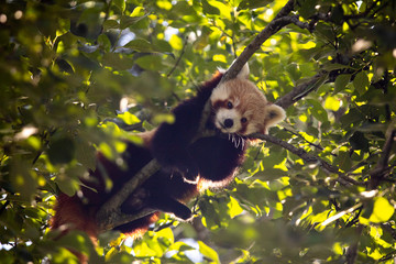 red panda relaxing
