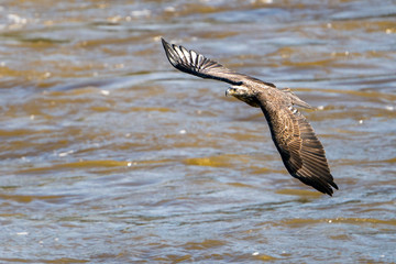 Juvenile Eagle in Flight Over water