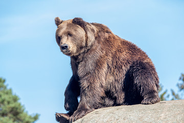 Fototapeta premium Big bear