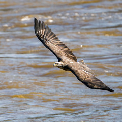 Juvenile Eagle in Flight Over water