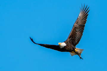 Bald Eagle with Fish in Talons
