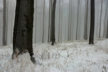  In winter beech forest