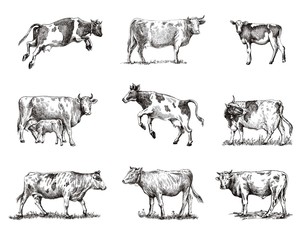 breeding cow. animal husbandry. sketches on a grey background - 300739516