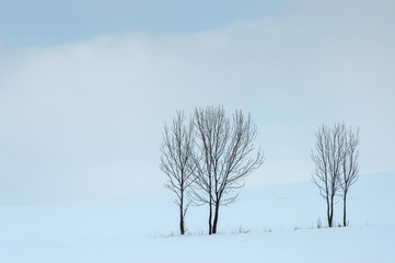 Fototapeta na wymiar Group of trees in winter
