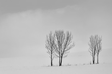 Group of trees in winter