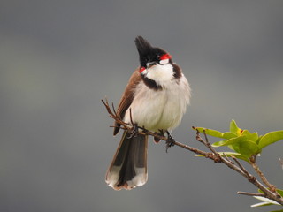 red-whiskered bulbul