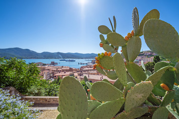 Kaktusfeige auf der Insel Elba
