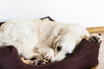 Obraz premium Cozy Golden Retriever napping on the dogs bed.