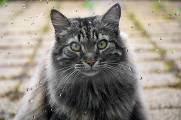 Naklejka na ściany i meble Long-haired beautiful grey cat sitting outside in front of a window with raindrops and looking inside