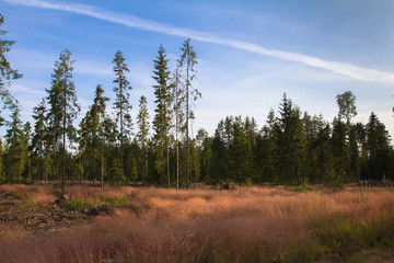 autumn forest lit by warm light