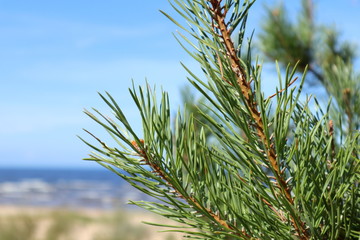 Pine trees wood top. Close-up view  with blue sky evergreen nature beautiful background bright sunny day by the sea