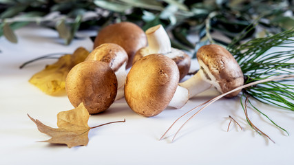 Some raw whole mushrooms with autumn leaves on the white background.