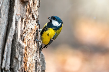 A tit is looking for food on a tree trunk.