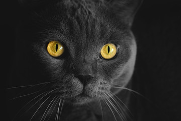 Black british cat closeup  with yellow eyes in dark background. wallpaper