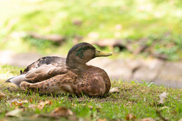 duck sits on shore of pond city Park